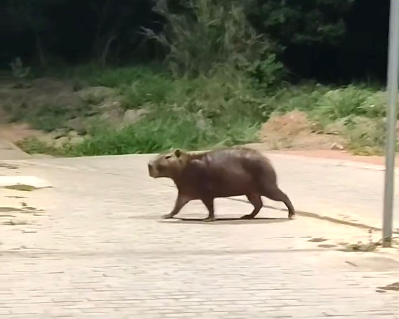 Grupo de pelo menos 6 capivaras é flagrado por morador no lago do Negrinho Carrilho
